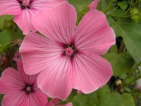 image of flower
