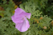 image of pelargonium #17