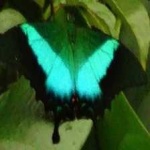 image of banded_butterfly #76