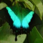 image of animal