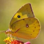 image of animal