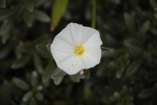 image of flower