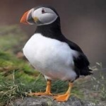 image of bird
