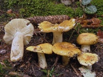 image of mushrooms