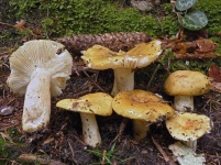 image of russula #4