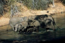 image of indian_elephant