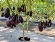 image of fruit_and_vegetable