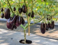 image of eggplant #18