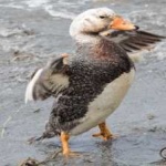image of bird