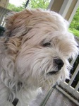 image of lhasa