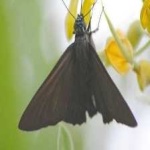 image of animal