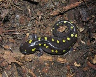 image of spotted_salamander