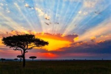 image of savanna