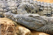 image of african_crocodile