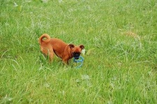 image of brabancon_griffon