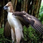 image of bird