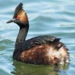image of bird