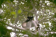 image of indri