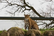 image of jaguar_car