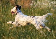 image of english_setter