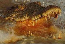 image of animal