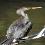 image of bird