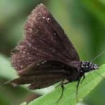 image of animal