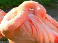 image of flamingo