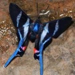 image of animal
