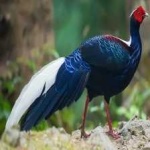 image of bird