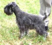 image of standard_schnauzer #24