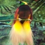 image of bird