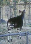 image of animal