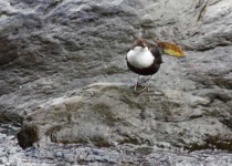 image of water_ouzel