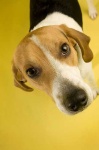 image of walker_hound