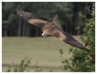 image of animal