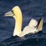 image of bird