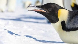 image of penguin