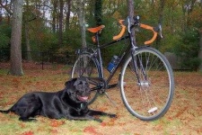image of labrador_retriever