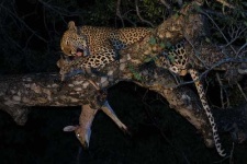 image of leopard