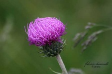 image of cardoon