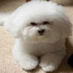 image of animal
