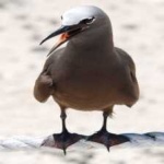 image of bird