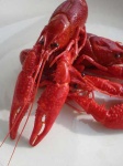 image of crayfish