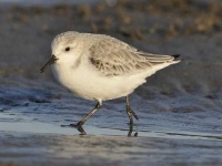 image of red_backed_sandpiper #12