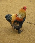 image of cock