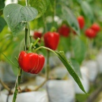 image of fruit_and_vegetable