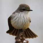 image of bird