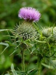 image of spear_thistle #21