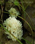 image of coral_fungus